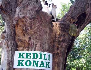  Kedili Konak Tarihe Karıştı 