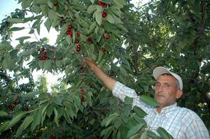  ABD, İngiltere ve Rusya’nın Kirazı Lapseki’den  