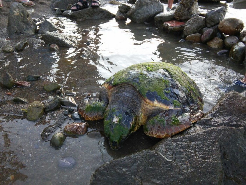  Yaralı Caretta Caretta’ya ÇOMÜ Sahip Çıktı 