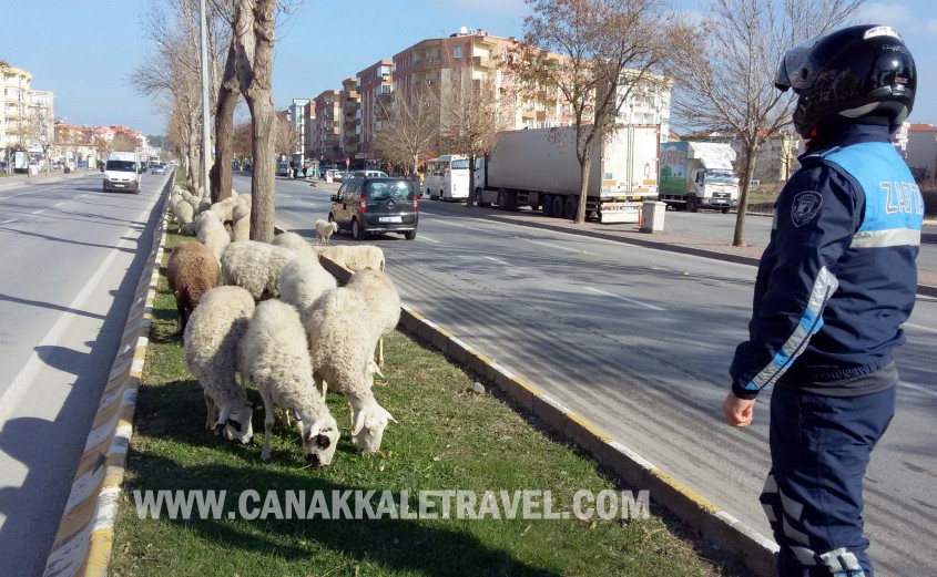  Çanakkale’de Troya Caddesi’ni Koyunlar Bastı! 